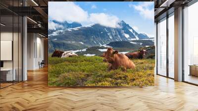 cows in the mountain fields in Norway  Wall mural