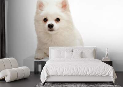 Portrait of cute white Pomeranian spitz posing, calmly lying, looking at camera isolated over white studio background Wall mural