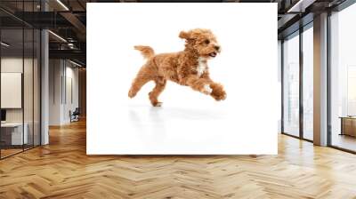 Portrait with dog, Maltipoo breed with brown fur jumping in motion isolated over white studio background. Fluffy paws Wall mural