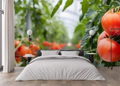 Ripe tomatoes ready to harvest in the organic greenhouse. Tomatoes growing on bushes. The concept of growing vegetables. Wall mural