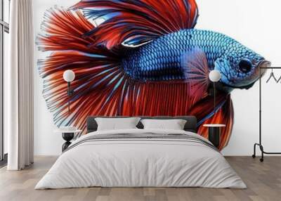 A close-up of a red and blue Siamese fighting fish with a flowing fin on a white background. Wall mural