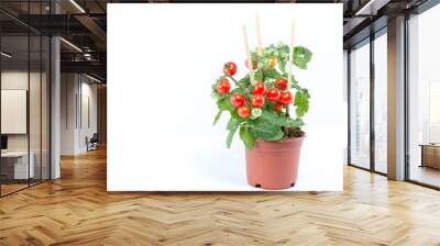 Single home cultivated organic cherry tomatoes tree with mini red fresh tomatoes hanging on it, planted in a brown pot with white background Wall mural