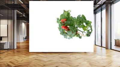 top view single home cultivated organic cherry tomatoes tree with mini red fresh tomatoes hanging on Wall mural