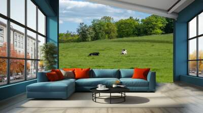 Two cows tranquil resting on a green meadow with trees and clouds on the background Wall mural