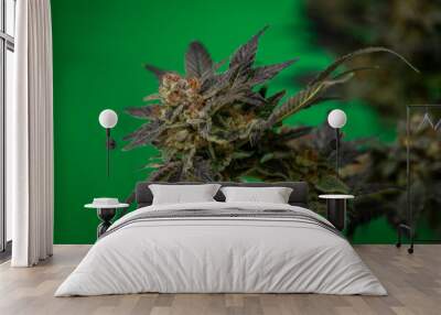 M.O.B. variety of ripened marijuana blossom with green backgound Wall mural