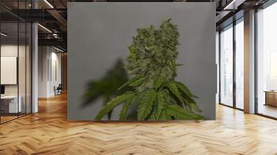 s.a.g.e. variety of healthy medical green marijuana Wall mural