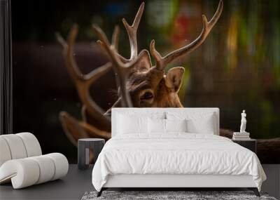 Viet nam deer sika with big antler in sunny hot afternoon Wall mural