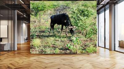 Wild Wildebeest in South Africa Wall mural