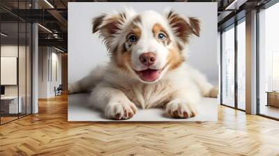 Studio Portrait of an Australian Shepherd puppy Wall mural