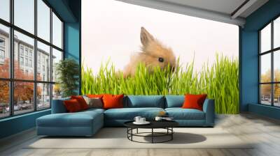 Easter rabbit on green spring grass Wall mural