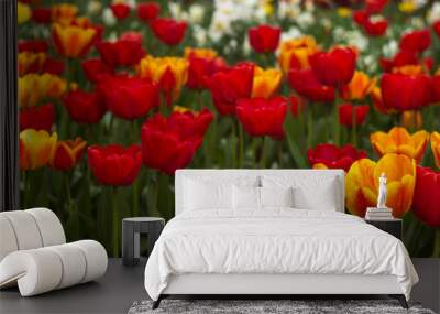 A lot of bright red and orange tulips blooms in the spring in the garden. Many flowers, background Wall mural