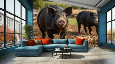 stock photography saddleback pigs in a beautiful farm Wall mural