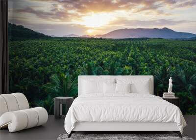 Aerial view of coconut tree field in the sunrise Wall mural