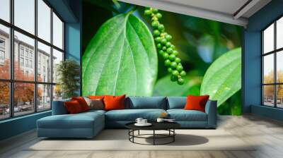 Black pepper fruits grow on tree in garden Wall mural