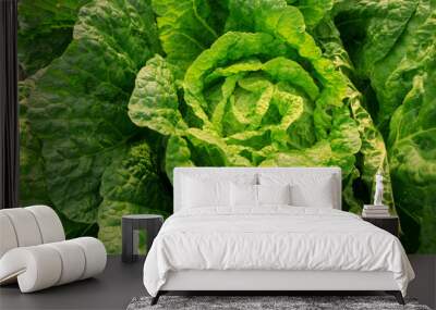 Chinese cabbage crops growing at field Wall mural