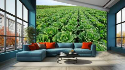 Chinese cabbage field at northern China Wall mural