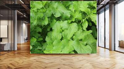 green radish plants in growth at vegetable garden Wall mural