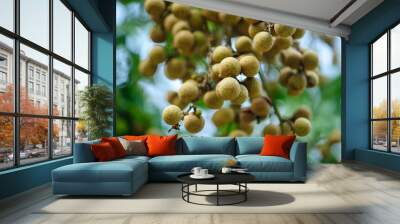 Longan fruit in growth on tree in summer Wall mural