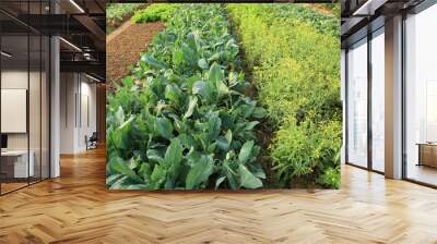 variety vegetable plants in growth at vegetable garden Wall mural