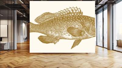 Areolate grouper epinephelus areolatus, tropical marine fish in side view Wall mural