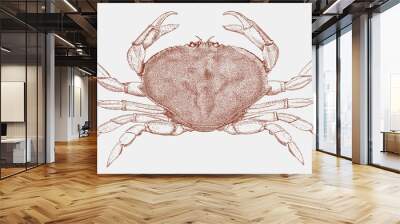 Dungeness crab metacarcinus magister from west coast of North America Wall mural