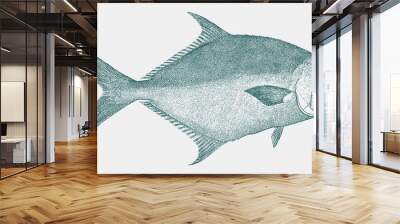 Florida pompano, trachinotus carolinus, a fish from the Atlantic Ocean in side view Wall mural