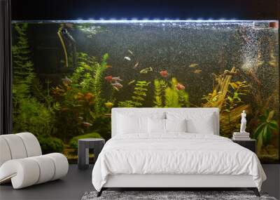 Beautiful planted tropical freshwater aquarium with fishes. Aquascape. Wall mural