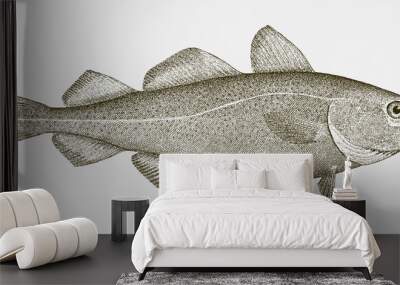 Threatened Atlantic cod gadus morhua, highly commercial food fish Wall mural