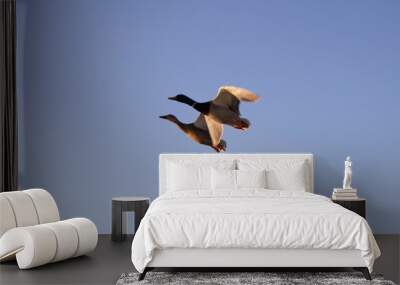 two ducks flight in a sunset Wall mural