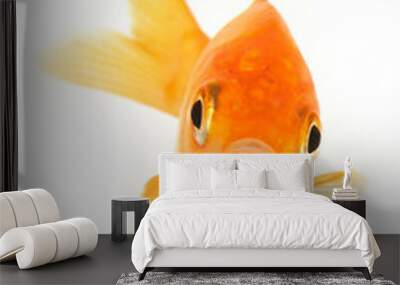 Goldfish in big white, orange and white, cut out, domestic animal, in white, wave the fin Wall mural