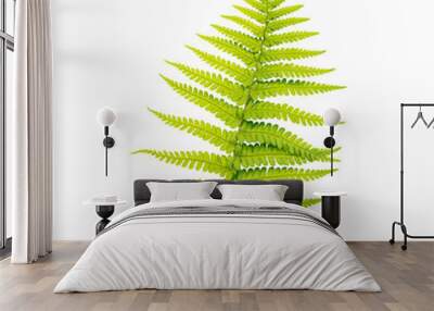 a single fresh fern leaf Wall mural