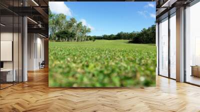 herbe verte, terrain de golf Wall mural