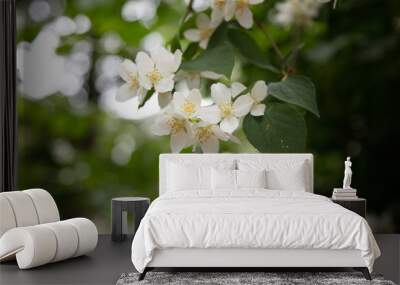 Beautiful jasmine flower, on green background Wall mural