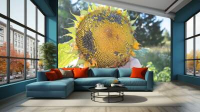 Hands and big ripe sunflower flower with seeds, concept of food industry food and sunflower oil Wall mural