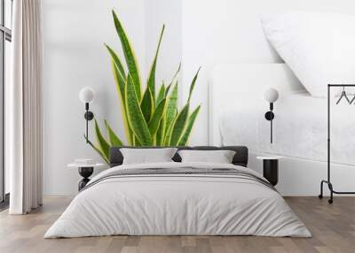 Sansevieria trifasciata or Snake plant in bedroom Wall mural