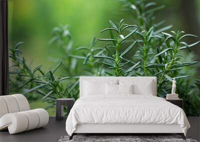 Close-up of rosemary growing outdoors.. Wall mural