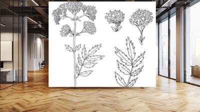 valeriana officinalis botanical hand drawn vector ink sketch isolated on white background, doodle il Wall mural