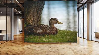 duck by the water
 Wall mural