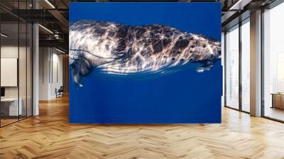 Baby humpback Wall mural