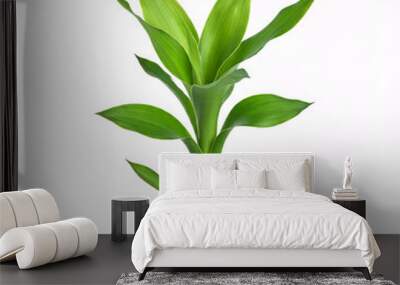 green lucky bamboo plant isolated on white background Wall mural