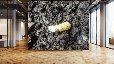 the larvae of the beetle Diloboderus abderus are writhing Wall mural