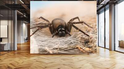 Black Lace-Weaver, Black Lace Weaver, Amaurobius ferox Wall mural