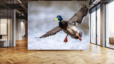 Male of Mallard, Anas platyrhynchos, bird in flight over spring lake Wall mural