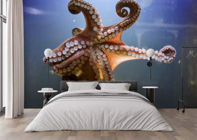 octopus Wall mural