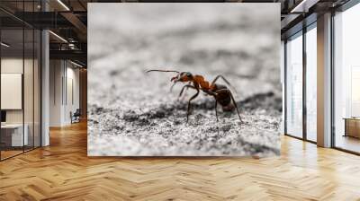 Macro of a single orange translucent ant on gray ground. Shallow depth of field Wall mural