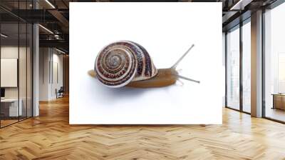 Land Milk Snail. Otala Lactea Wall mural