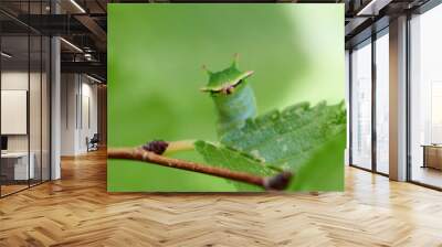 Two tailed Pasha caterpillar. Charaxes jasius Wall mural