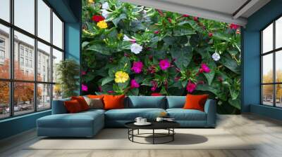 Beautiful Miracle flower plant - Mirabilis Jalapa growing lots of different colored flowers like yellow, white and magenta. Wall mural