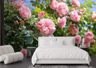 Relaxing cottage garden scene showing beautiful english climbing roses in summer sunshine. Wall mural