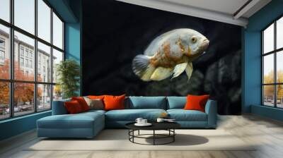 Astronotus cichlid or an Oscar. Fish from the Amazon basin. Aquariums as a hobby. Astronotus brindle white. Aquarium fish on a dark background. Wall mural